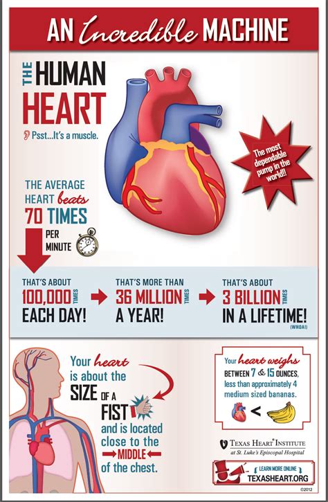 Welcome To The Texas Heart Institute Heart Information Center Heart