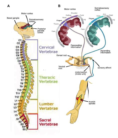 4 Schematic Of The Nervous System Adopted From Kowalczewski 2009