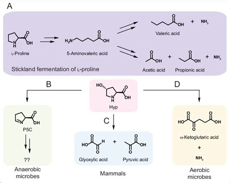 Characterized Pathways For Hyp Metabolism A Pathway For Stickland