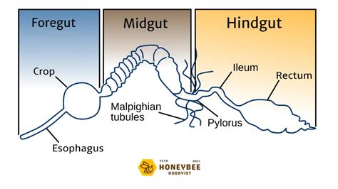 Honey Bee Anatomy: Characteristics, Graphics & Descriptions