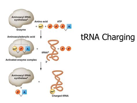 13 Enigmatic Facts About Trna Charging