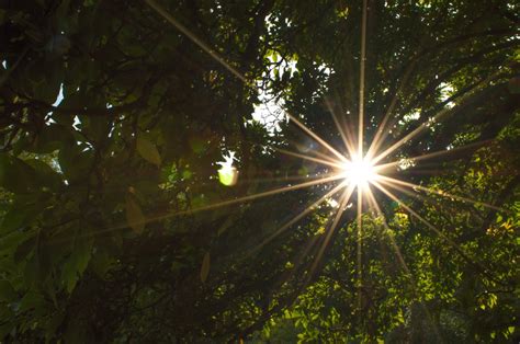 Free Images Tree Nature Forest Branch Light Night Sunlight