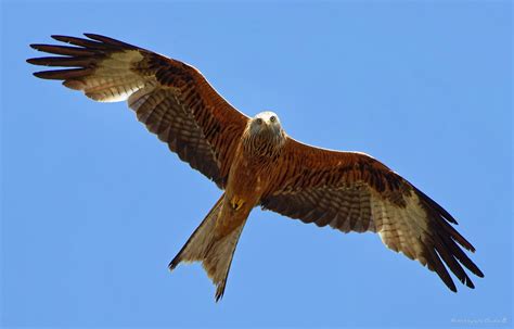 Rotmilan Red Kite Milvus Milvus Carsten Bahnsen Flickr