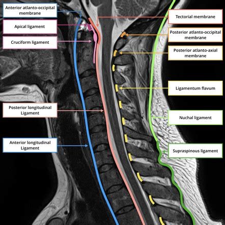 Cervical Vertebrae Anatomy Ligaments