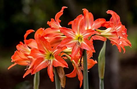 Cuidados Y Cultivo De Amarilis O Hippeastrum