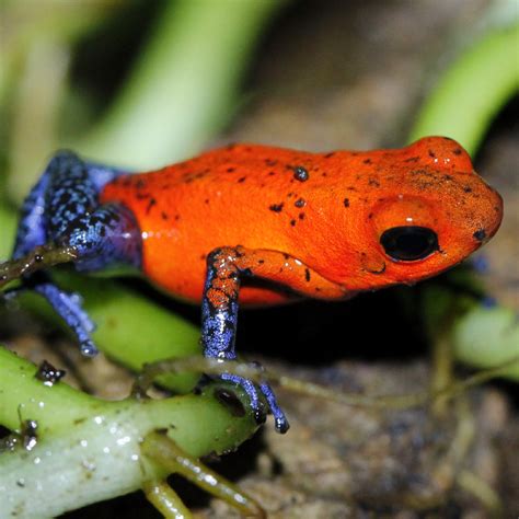 Dart Frog Connection Oophaga Typographica Blue Jeans Dart Frog