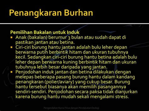 Pengendalian Hama Tikus Dengan Burung Hantu PPT