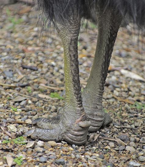 Cassowary foot | Creature design, Cassowary, Illustration art