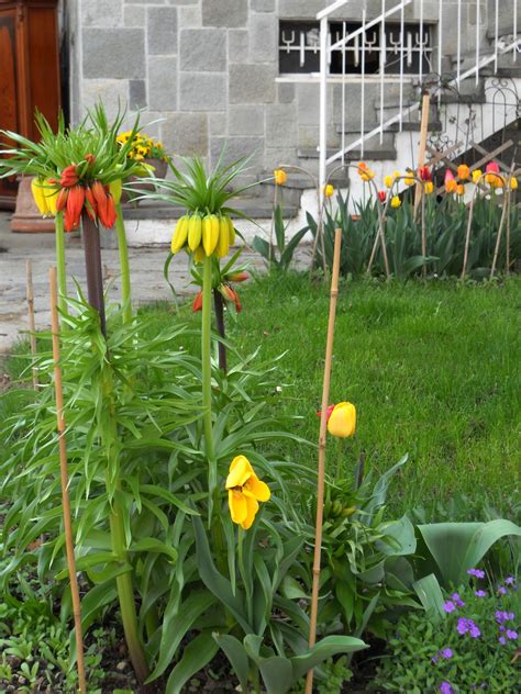 L Orto Dei Colori Fiori Di Pasqua