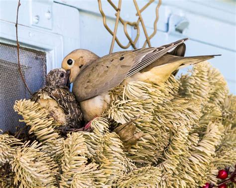 Amazon.com: Mourning Dove Feeding Chick : Handmade Products