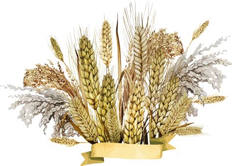 Wheat clipart barley, Wheat barley Transparent FREE for download on ...