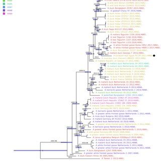 Maximum Clade Credibility Mcc Phylogenetic Tree Of The Ha Gene By