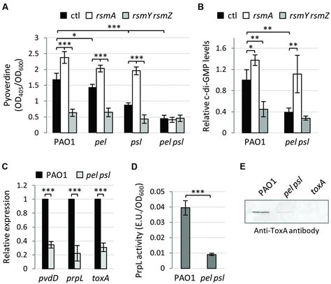 Frontiers Cell Aggregation Promotes Pyoverdine Dependent Iron Uptake