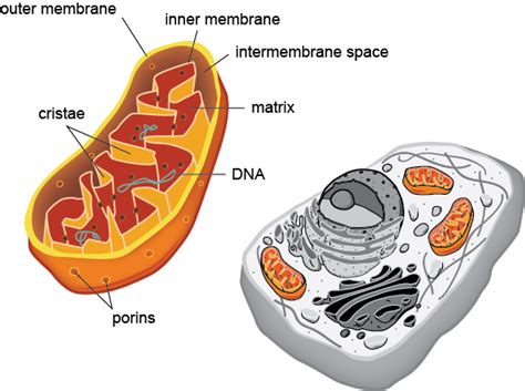 Biology Structures In Most Eukaryotic Cells Shmoop Biology