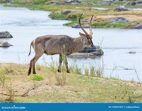 Waterbuck Antelope stock image. Image of male, ellipsiprymnus - 133591327