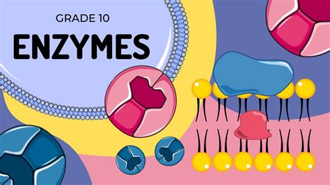 Enzymes An Introduction To Their Structure And Function Youtube