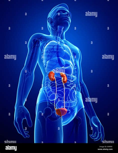 Diagram Of The Male Urinary System The Urinary System 2600