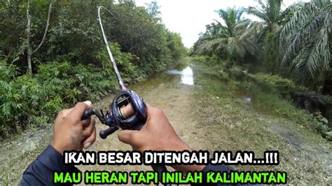 Inilah Spot Mancing Gabus Yang Tidak Boleh Diabaikan Casting Gabus