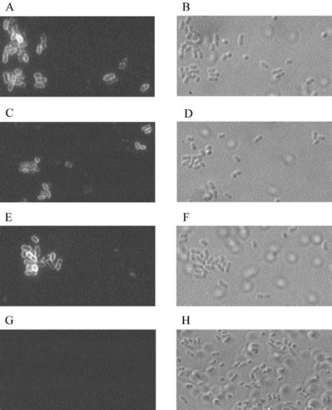 A C E And G Immuno Fl Uorescence Microscopy Of E Coli