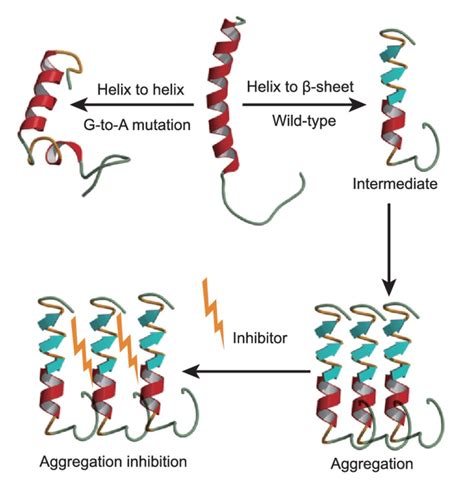 Md Simulations Of The Conformational Transition Of A And Design Of An