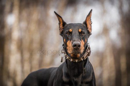 Perro Doberman Fotos De Stock Im Genes De Perro Doberman Sin Royalties