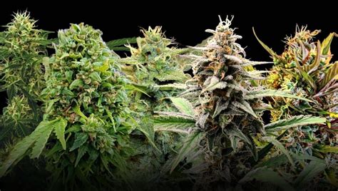 Top 10 Of Most Productive Autoflowering Strains Of 2024