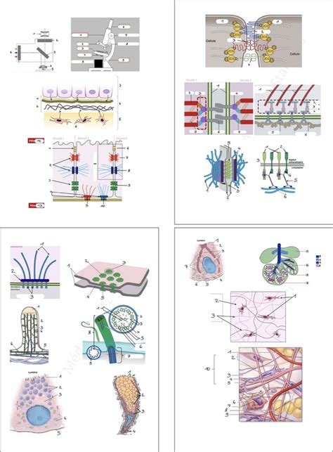 Q Pith Lium Glandulaire Diagram Quizlet