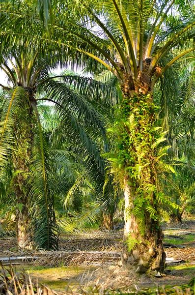 Oil Palm Plantation — Stock Photo © tristantan71 #46521631