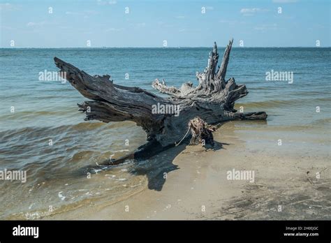 A Large Driftwood Drifting Out To Sea With The Waves Splashing On The