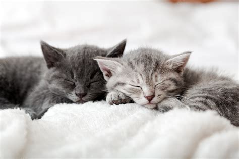 Valentines Babby Kittens Wallpapers Wallpaper Cave