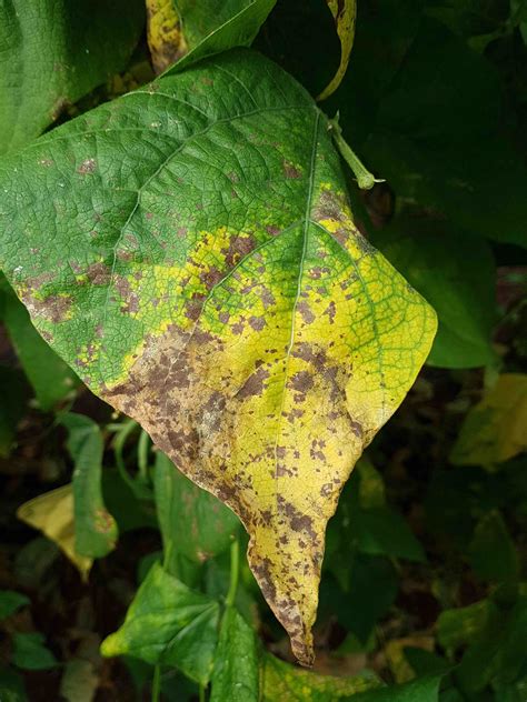 Saillog Bean Golden Mosaic Virus