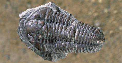 Trilobites - British Geological Survey