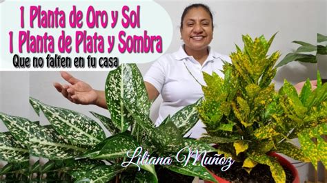 Descubre Los Sorprendentes Beneficios Del Sol De Oro En Tu Piel