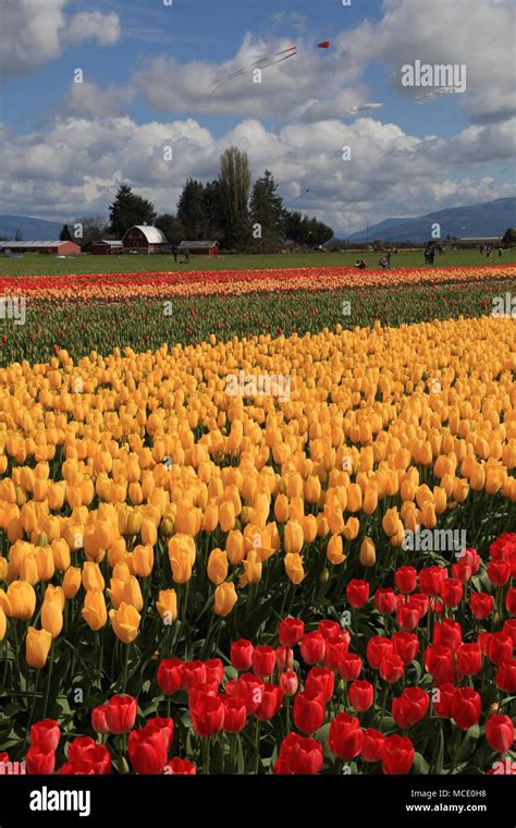 Skagit Valley Tulip Festival Hi Res Stock Photography And Images Alamy