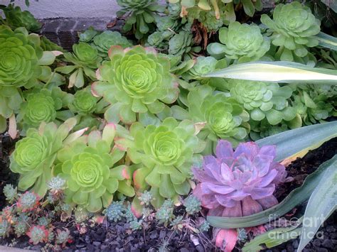 Green And Pink Succulents Photograph By Sofia Goldberg Fine Art America