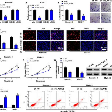 Circ Kcnq Knockdown Suppressed Aml Cell Proliferation And Promoted