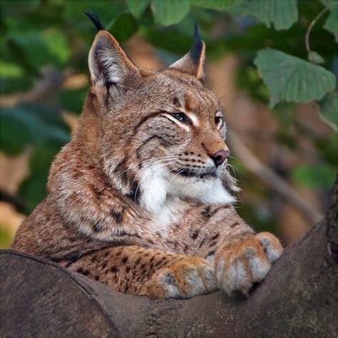 Eurasian Lynx Eurasian Lynx Taxidermy Mount Stuffed Animal For