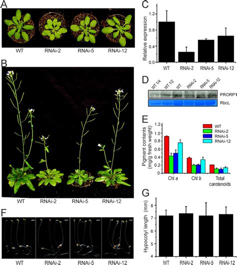 Phenotypic And Molecular Analysis Of PRORP1 RNAi Mutant Lines Generated