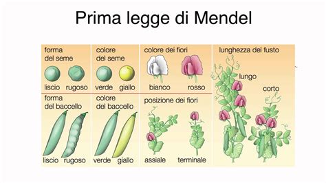 La Prima Legge Di Mendel Byap Youtube