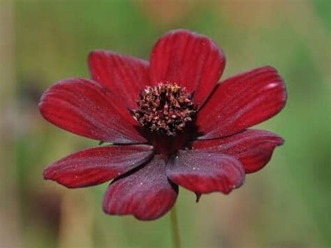 Descubra 47 Kuva Fleurs Cosmos Couleurs Thptnganamst Edu Vn