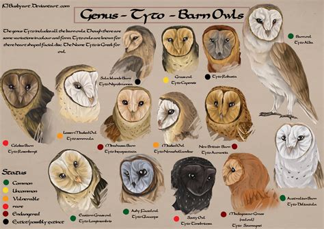 Tyto species chart by busbyart on DeviantArt