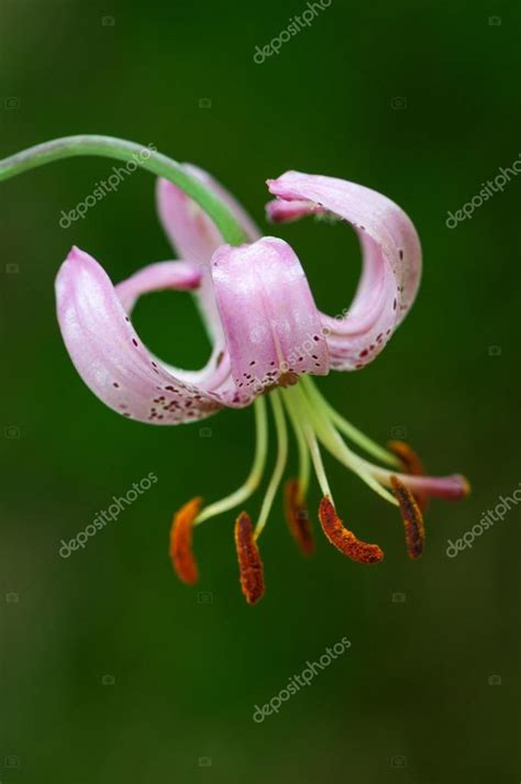 Lilium martagon Stock Photo by ©gitanna 43228975