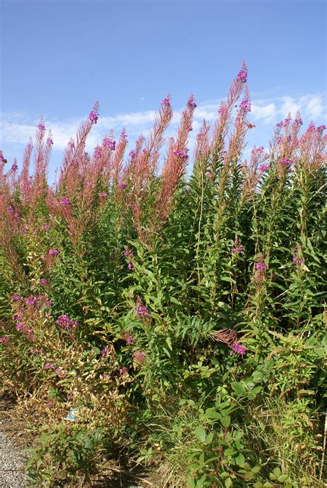 Dsc Fireweed Macduff Day August Bethany Weeks Flickr