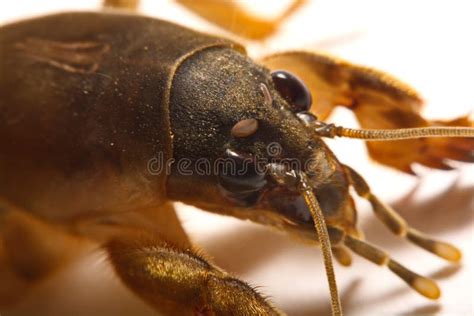 Grillo De Topo Gryllotalpidae Aislado En El Fondo Blanco Foto De