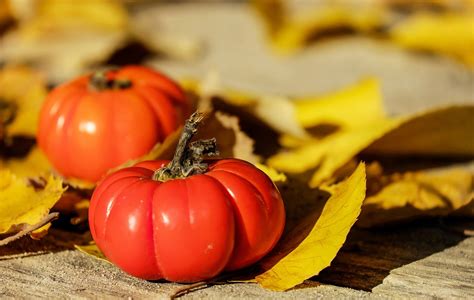 Tomaten Frucht Orange Kostenloses Foto Auf Pixabay