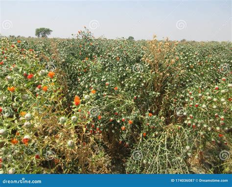 Kusum Flower is Used for Mixing in Kesar Stock Image - Image of office ...