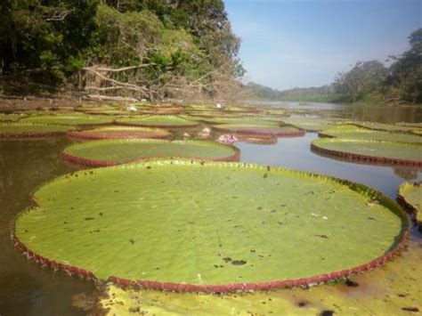 Amazon Rainforest (Peru) - All You Need to Know Before You Go (with ...