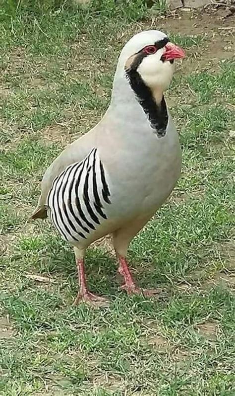 A Bird Standing On Top Of A Lush Green Field