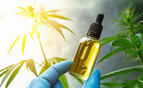 What Is Cbd The Complete Guide To Cannabidiol Herb Approach