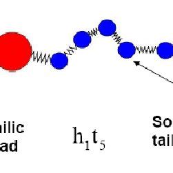 Phase diagrams of amphiphiles with different hydrophilic head size ...